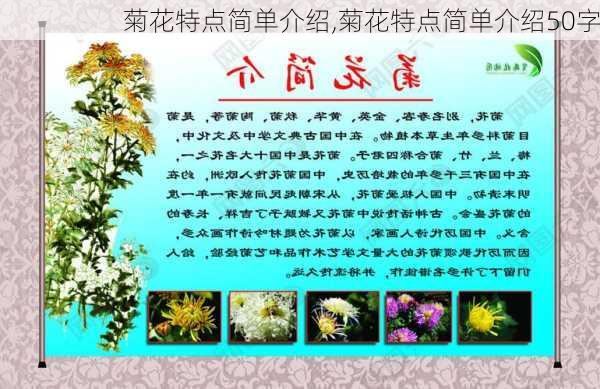 菊花特点简单介绍,菊花特点简单介绍50字-第1张图片-花卉百科