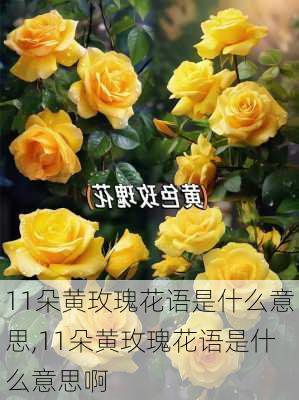 11朵黄玫瑰花语是什么意思,11朵黄玫瑰花语是什么意思啊-第3张图片-花卉百科