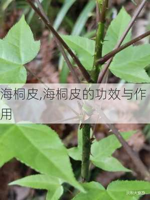 海桐皮,海桐皮的功效与作用-第3张图片-花卉百科