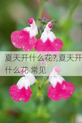 夏天开什么花?,夏天开什么花 常见-第3张图片-花卉百科