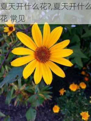 夏天开什么花?,夏天开什么花 常见-第2张图片-花卉百科