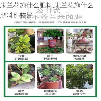 米兰花施什么肥料,米兰花施什么肥料比较好-第3张图片-花卉百科