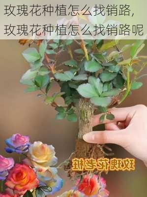 玫瑰花种植怎么找销路,玫瑰花种植怎么找销路呢-第3张图片-花卉百科