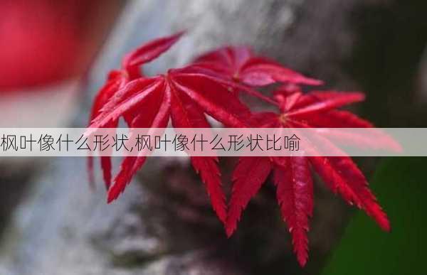 枫叶像什么形状,枫叶像什么形状比喻-第2张图片-花卉百科