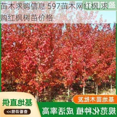 苗木求购信息 597苗木网红枫,求购红枫树苗价格