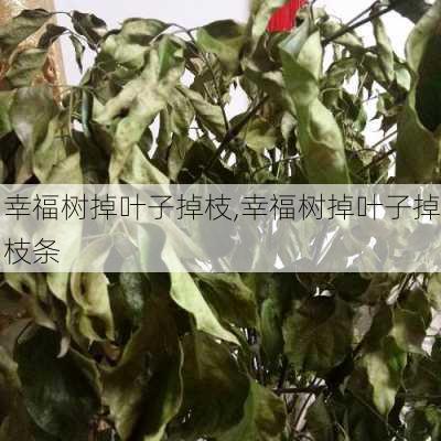 幸福树掉叶子掉枝,幸福树掉叶子掉枝条-第2张图片-花卉百科