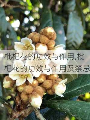 枇杷花的功效与作用,枇杷花的功效与作用及禁忌