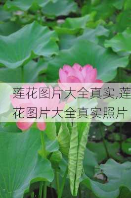 莲花图片大全真实,莲花图片大全真实照片