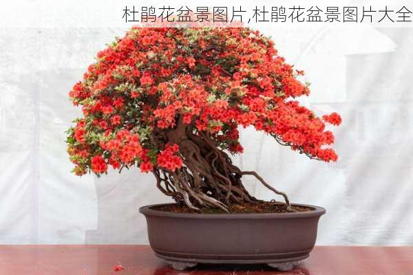 杜鹃花盆景图片,杜鹃花盆景图片大全-第2张图片-花卉百科