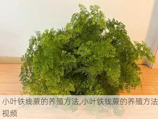 小叶铁线蕨的养殖方法,小叶铁线蕨的养殖方法视频-第1张图片-花卉百科