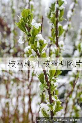 干枝雪柳,干枝雪柳图片-第3张图片-花卉百科