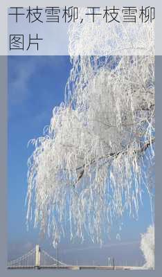 干枝雪柳,干枝雪柳图片-第2张图片-花卉百科