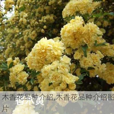 木香花品种介绍,木香花品种介绍图片-第3张图片-花卉百科