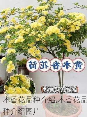 木香花品种介绍,木香花品种介绍图片-第1张图片-花卉百科