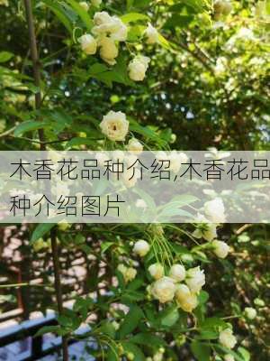 木香花品种介绍,木香花品种介绍图片-第2张图片-花卉百科