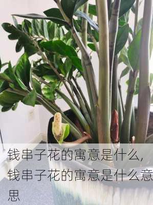 钱串子花的寓意是什么,钱串子花的寓意是什么意思