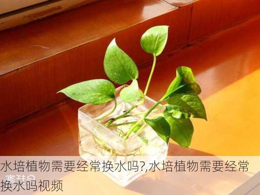 水培植物需要经常换水吗?,水培植物需要经常换水吗视频