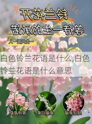 白色铃兰花语是什么,白色铃兰花语是什么意思