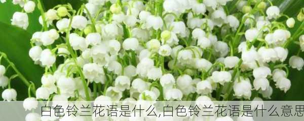 白色铃兰花语是什么,白色铃兰花语是什么意思-第2张图片-花卉百科