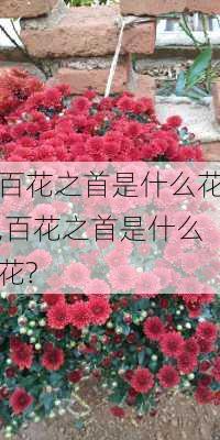 百花之首是什么花,百花之首是什么花?