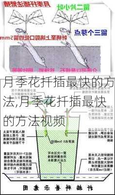 月季花扦插最快的方法,月季花扦插最快的方法视频-第1张图片-花卉百科