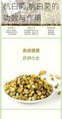 杭白菊,杭白菊的功效与作用-第1张图片-花卉百科