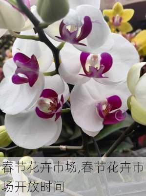 春节花卉市场,春节花卉市场开放时间-第3张图片-花卉百科