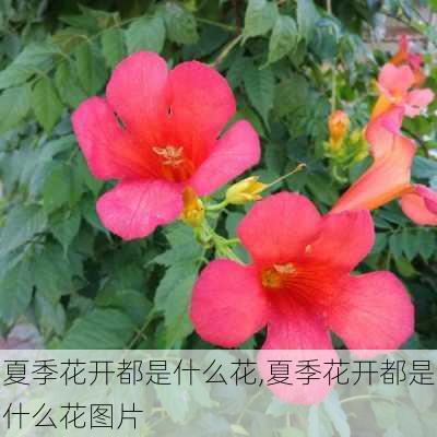 夏季花开都是什么花,夏季花开都是什么花图片