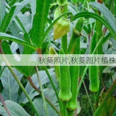 秋葵照片,秋葵图片植株-第2张图片-花卉百科