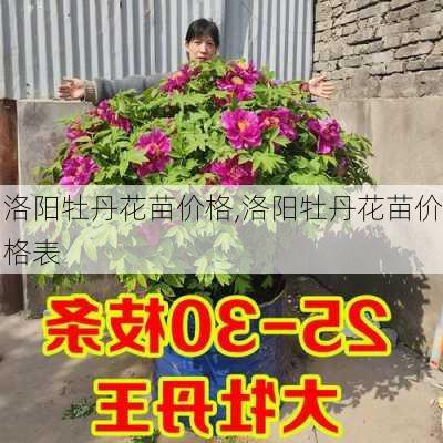 洛阳牡丹花苗价格,洛阳牡丹花苗价格表