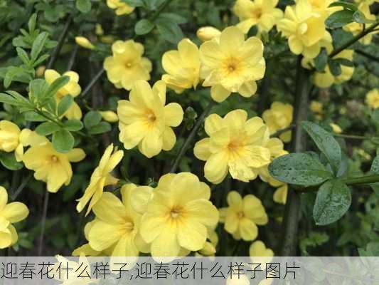 迎春花什么样子,迎春花什么样子图片