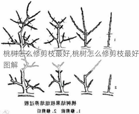 桃树怎么修剪枝最好,桃树怎么修剪枝最好图解