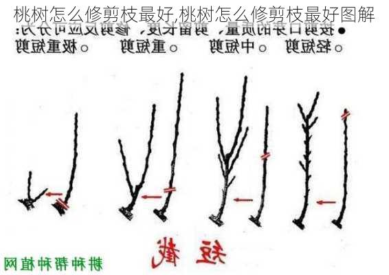 桃树怎么修剪枝最好,桃树怎么修剪枝最好图解-第2张图片-花卉百科