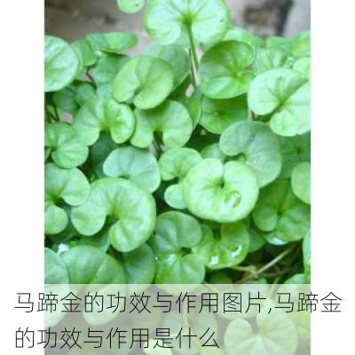 马蹄金的功效与作用图片,马蹄金的功效与作用是什么