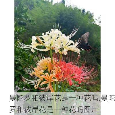 曼陀罗和彼岸花是一种花吗,曼陀罗和彼岸花是一种花吗图片