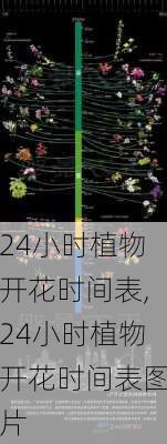 24小时植物开花时间表,24小时植物开花时间表图片