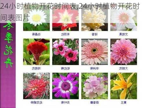 24小时植物开花时间表,24小时植物开花时间表图片-第2张图片-花卉百科