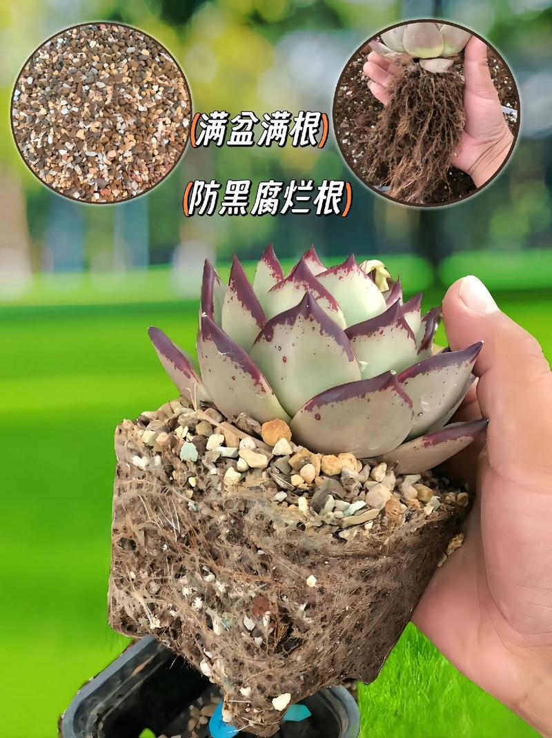 多肉种植土壤要求,多肉种植土最佳配方-第3张图片-花卉百科