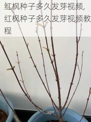 红枫种子多久发芽视频,红枫种子多久发芽视频教程-第3张图片-花卉百科