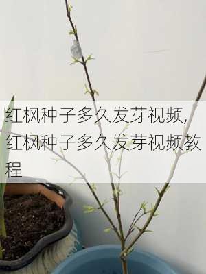 红枫种子多久发芽视频,红枫种子多久发芽视频教程-第2张图片-花卉百科