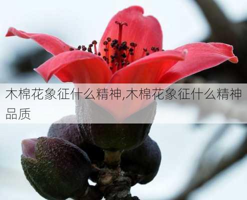 木棉花象征什么精神,木棉花象征什么精神品质