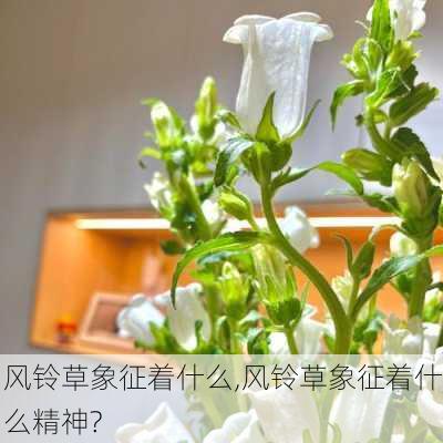 风铃草象征着什么,风铃草象征着什么精神?-第1张图片-花卉百科