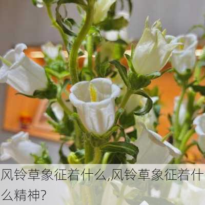 风铃草象征着什么,风铃草象征着什么精神?-第3张图片-花卉百科