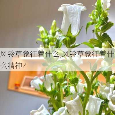 风铃草象征着什么,风铃草象征着什么精神?-第2张图片-花卉百科