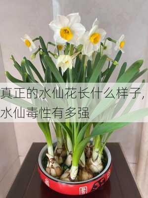 真正的水仙花长什么样子,水仙毒性有多强