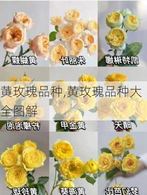 黄玫瑰品种,黄玫瑰品种大全图解-第3张图片-花卉百科