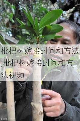 枇杷树嫁接时间和方法,枇杷树嫁接时间和方法视频