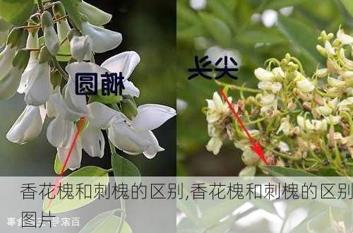 香花槐和刺槐的区别,香花槐和刺槐的区别图片-第2张图片-花卉百科