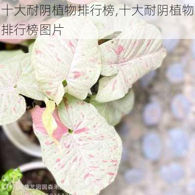 十大耐阴植物排行榜,十大耐阴植物排行榜图片