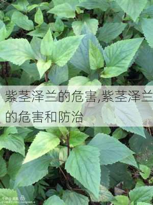 紫茎泽兰的危害,紫茎泽兰的危害和防治